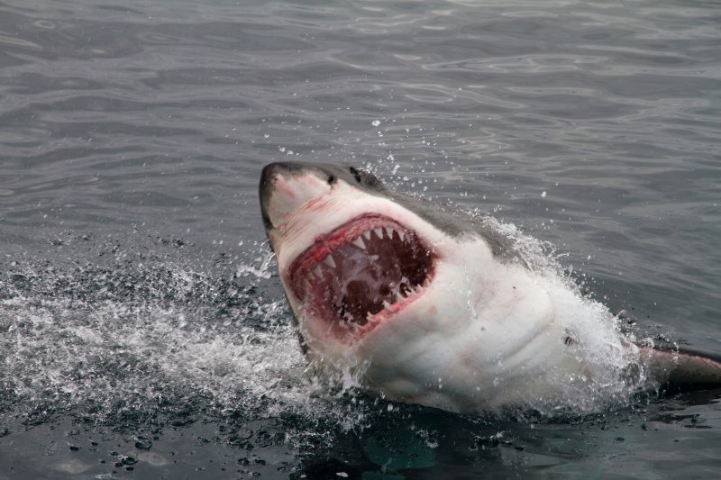 Shark breaches surface